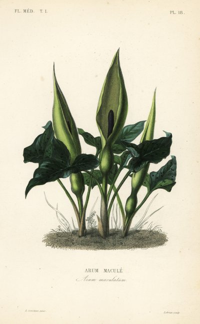 Gevlekte aronskelk, Arum maculatum door Unbekannt