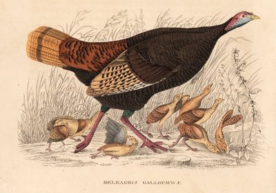 Wilde kalkoen, Meleagris gallopavo, hen met kuikens. Handgekleurde lithografie uit Georg Friedrich Treitschke