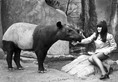 Vrouw die een tapir voedt, Belle Vue Zoo, Manchester, april 1970 door Unbekannt