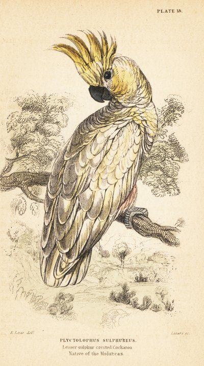 Geelkuifkaketoe, Cacatua sulphurea. Kritiek bedreigd 1889 (gravure) door Unbekannter Künstler