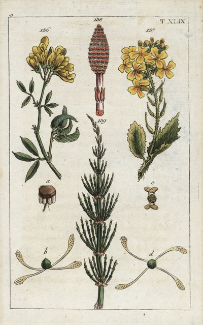 Gele luzerne (Medicago falcata 136), wilde radijs (Raphanus raphnistrum 137), en akkerpaardenstaart (Equisetum arvense 138/139). Handgekleurde kopergravure van een botanische illustratie uit G. T. Wilhelm