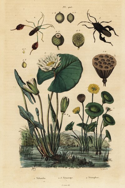 Gele lotus, Nelumbo lutea 1, bladvoetige wantsen, Anisoscelis foliaceus 2 en Anoplocnemis curvipes 3, en witte waterlelie, Nymphaea alba 4 door Unbekannt