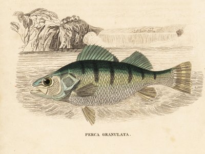 Gele baars, Perca flavescens (korrelige baars, Perca granulata). Handgekleurde staalgravure uit Georg Friedrich Treitschke