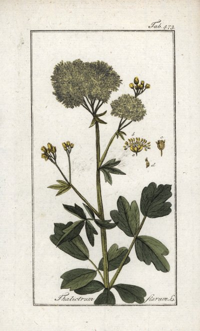 Gele pigamon (Thalictrum flavum). Lithografie uit “Afbeelding der Artseny-Gewassen” door Johannes Zorn (1739-1799), Nederland door Unbekannter Künstler
