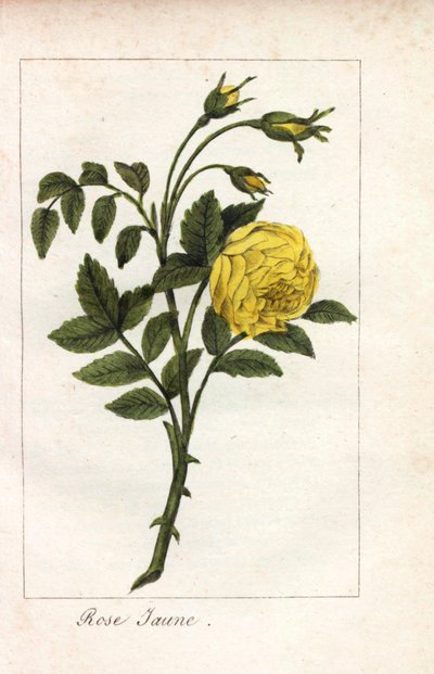 Gele roos, Rosa lutea. Handgekleurde kopergravure van een illustratie door Miss Prudhomme uit 