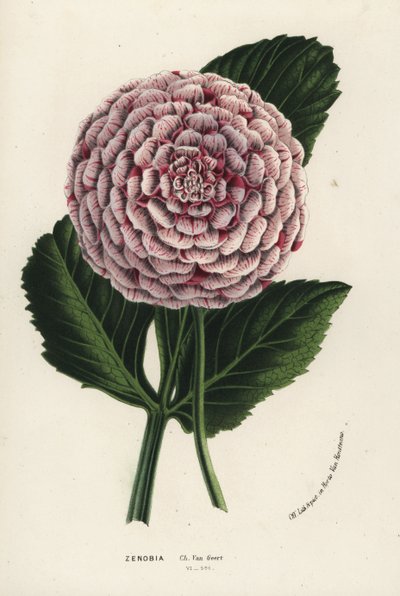 Zenobia dahlia hybride, Dahlia coccinea - Flore des Serres et des Jardins de l