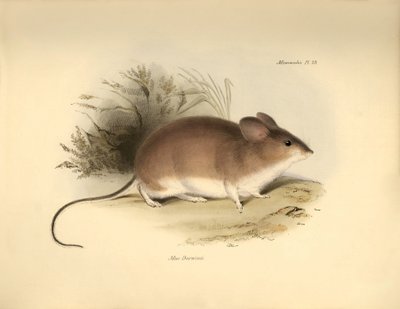 Zoologie: Darwin