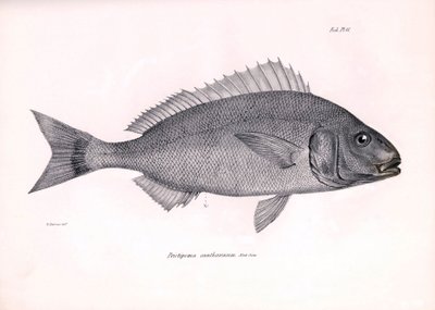 Zoologie: weergave van de vis Pristipoma cantharinum beschreven door Charles Darwin tijdens zijn reis aan boord van de Beagle. Plaat uit The zoology of the voyage of H.M.S. Beagle onder het bevel van kapitein Fitzroy tijdens de jaren 1832-1836 door Unbekannter Künstler