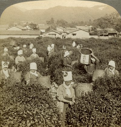 Meisjes die thee plukken, Uji, Japan door Underwood and Underwood