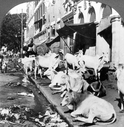 Hoe hindoe-koeien genieten van het leven op Harrison Street, Calcutta, India, 1900s door Underwood and Underwood