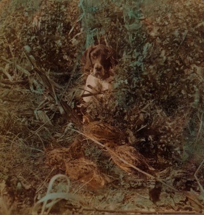 Jacht in het westelijke prairiegebied, een groep kwartels en een pointer - in maïsstoppel, 1903 door Underwood and Underwood