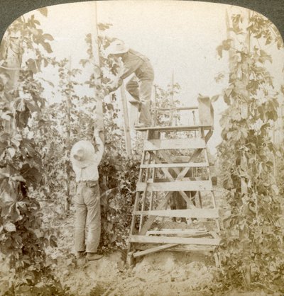 In het Rijke Hopdistrict, De Wijnstokken Trainen, White River Valley, Washington, VS door Underwood and Underwood
