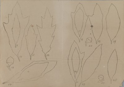 Studie van bladvormen door Unidentified