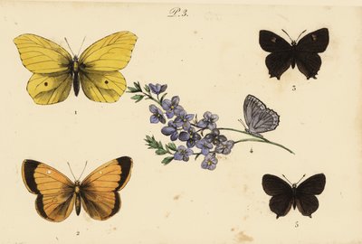 Citroenvlinder, Gonepteryx rhamni, gele luzernevlinder, Colias croceus, bruine eikenpage, Thecla betulae, Meleagers blauwtje, Polyommatus daphnis, en zwarte eikenpage, Satyrium pruni door Unknown