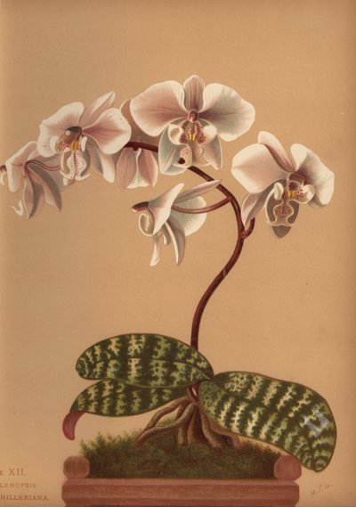 Phalaenopsis schilleriana door Unknown