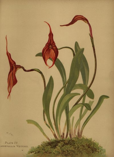 Veitchs masdevallia of koning van de masdevallias, Masdevallia veitchiana door Unknown