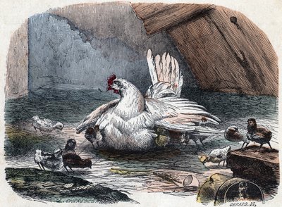 Een hen beschermt haar kuikens tegen de kou door haar vleugels uit te spreiden door Unknown artist
