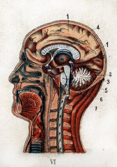Anatomie: dwarsdoorsnede van de menselijke schedel, sectie van de hersenen en het merg. De plaat toont de hersenen, het cerebellum (met de levensboom), het verlengde merg dat het ruggenmerg vormt. 