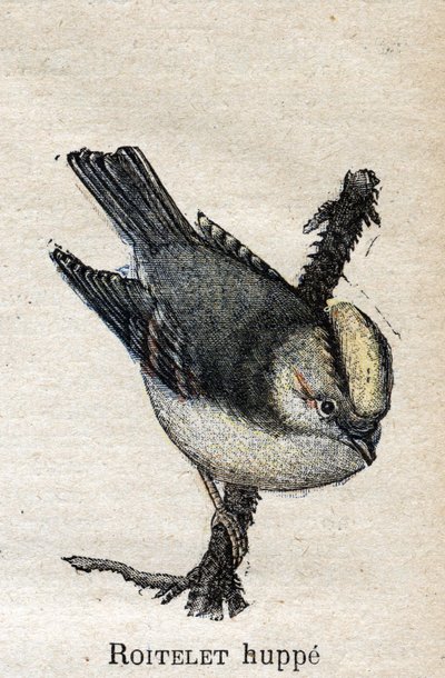 Vogels nuttig voor de landbouw: Gekroonde Goudhaan door Unknown artist