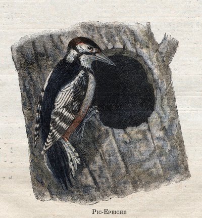 Vogels nuttig voor de landbouw: Specht door Unknown artist