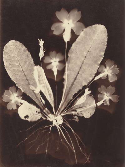 Botanisch fotogram door Unknown Artist
