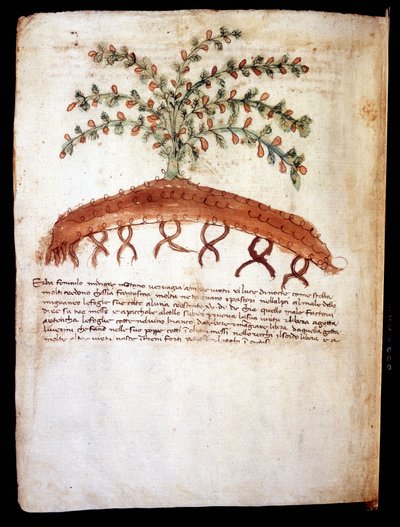 Botanische plaat die het gras feniculo maggiore voorstelt. Biblioteca comunale di Rimini door Unknown artist