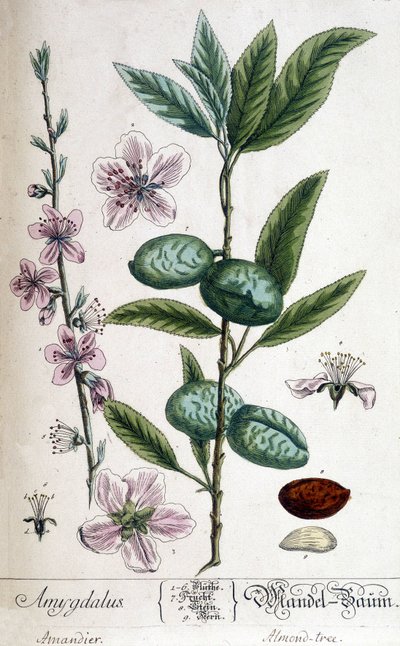 Tak, bloem en vrucht van de amandelboom door Unknown artist