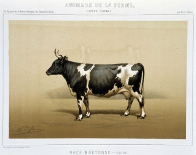Bretonse koe door Unknown artist