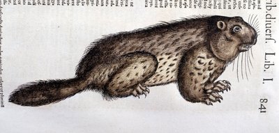 Castor - in 