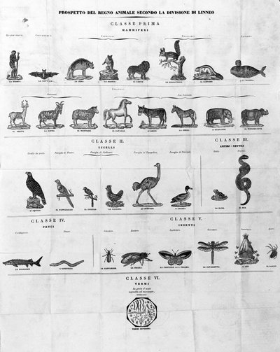 Classificatie van Carl Von Linné Zweedse natuuronderzoeker en schrijver (1707 - 1778). Gravure uit de 19e eeuw. door Unknown artist