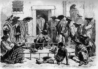 Hanenvechten in Zuid-Amerika. Gravure in 