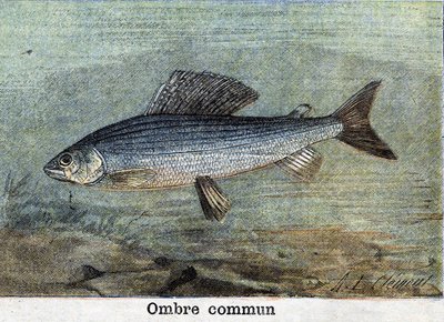 Gemeenschappelijke Schaduw gravure uit 1898 door Unknown artist