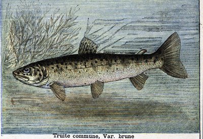 Gewone forel. Gravure uit 1897 door Unknown artist