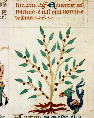 Beschrijving van een fantastische boom en dier. Miniatuur uit een Provençaals manuscript van het type 