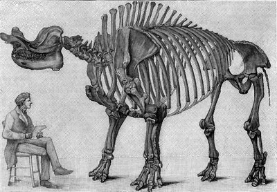 Dinosaurusskelet: 