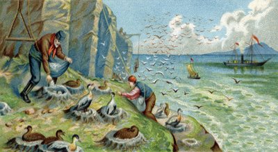 Donsproductie in Nieuw-Zemble, Rusland: mannen die belast zijn met het verzamelen van eieren en veren moeten de rotsen beklimmen om de nesten te bereiken. Chromolithografie uit de 19e eeuw door Unknown artist