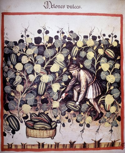 Gravure die de verzameling van meloenen uit 