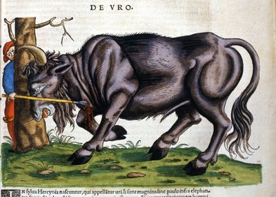 Europese bizon (Bos primigenius primigenius) waarvan het ras in de 17e eeuw uitstierf in 