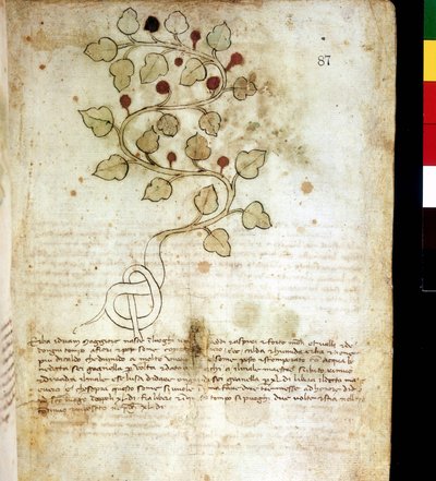 Kruid "Idriam Maggiore" of gras "in de vorm van een eenvoudige knoop". Botanische plaat, Biblioteca comunale di Rimini door Unknown artist