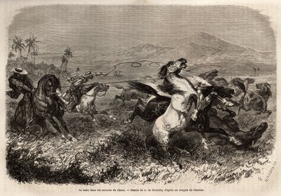 Kuddes muilezels en paarden zwerven vrij rond in de vlaktes van Cauca (Colombia), fokkers groeperen zich om beesten te vangen met een lasso (of zoga, lange leren riem). Gravure ter illustratie van de reis naar Nieuw-Granada, door Dr. Saffray, in 1869, gepu door Unknown artist