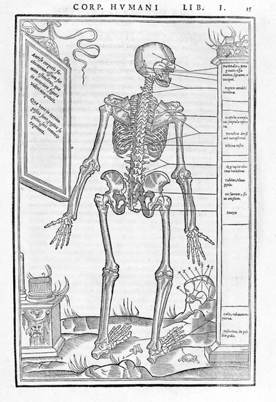 Menselijk skelet, achterzijde. Anatomische plaat uit 
