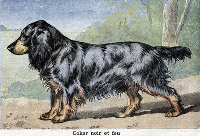 Jachthond: Zwarte cocker en vuur door Unknown artist