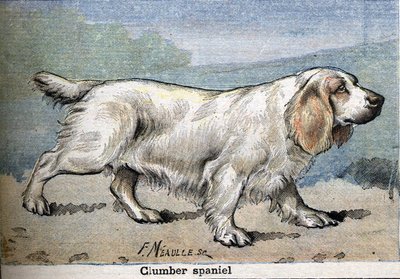 Jachthond: Clumber spaniël door Unknown artist