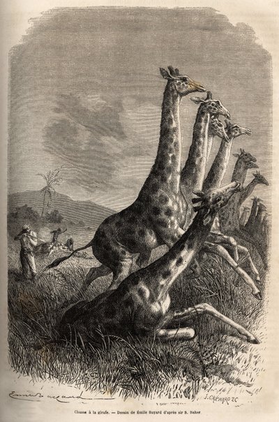 Jacht op de giraffe, de verteller schiet zijn prooi en zijn gidsen maken een eerste geschoten giraffe af. Gravure ter illustratie van de verkenning van de Abessijnse zijrivieren van de Nijl, door Sir Samuel W. Baker, in 1861-62, gepubliceerd in Le tour du  door Unknown artist
