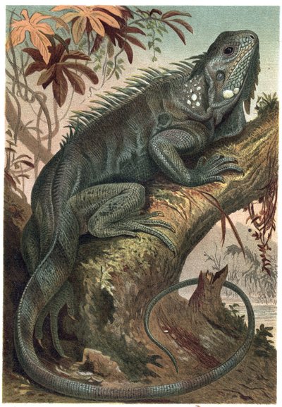 Leguaan - Leguaan (herbivore hagedissen) - gravure uit 