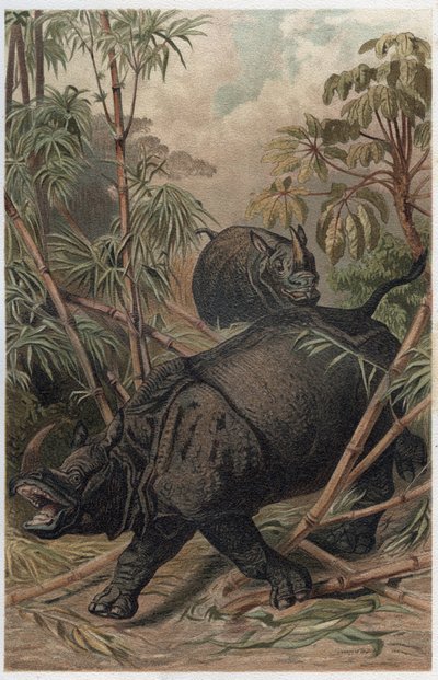 Indische neushoorn - De Indische neushoorn (Rhinoceros unicornis) - gravure uit 