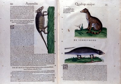De civetkat, de hyena en de mangoest in Historia Animalium van Conrad Gesner (1516 - 1565), Tiguri door Unknown artist