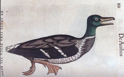 La ducard souchet in Historia Animalium door Conrad Gesner (1516 - 1565), Tiguri door Unknown artist
