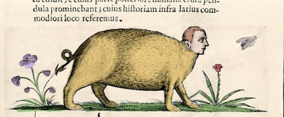 De manticore - in 