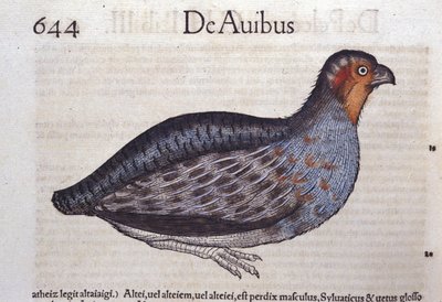 De patrijs in Historia Animalium door Conrad Gesner (1516 - 1565), Tiguri door Unknown artist
